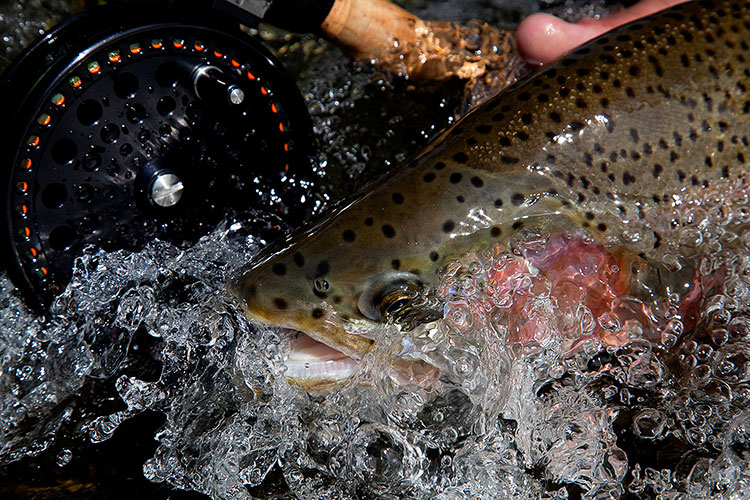 Sam Thomas Photography - Fish and Reel