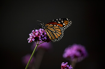 A Monarch Butterfly - Sam Thomas Photography